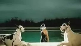 兔子性交很好